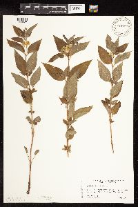 Image of Lysimachia ciliata