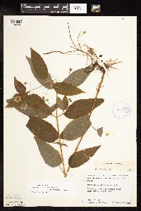 Thumbnail image of current specimen