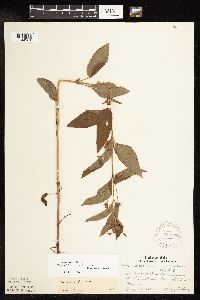 Image Associated With the Occurrence