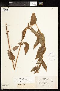 Image Associated With the Occurrence