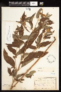 Image Associated With the Occurrence