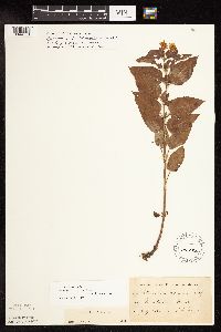 Image Associated With the Occurrence