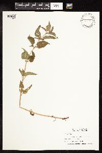 Thumbnail image of current specimen