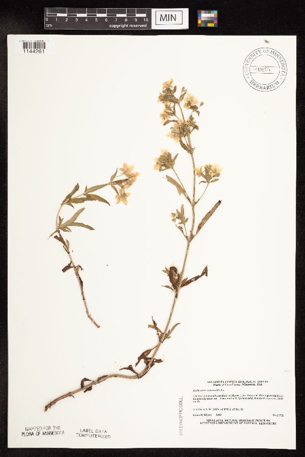 Lysimachia hybrida image