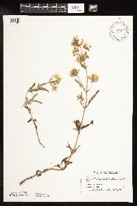 Image of Lysimachia hybrida