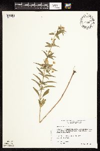 Lysimachia hybrida image