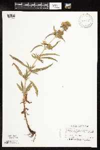 Lysimachia hybrida image