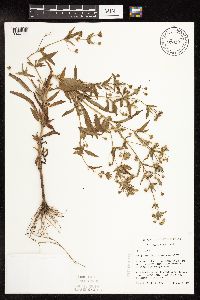 Lysimachia hybrida image
