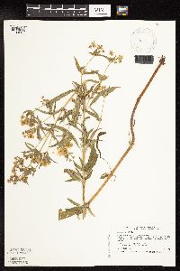 Lysimachia hybrida image