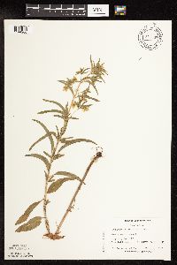 Lysimachia hybrida image