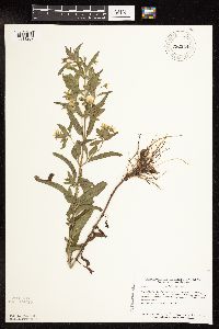 Lysimachia hybrida image