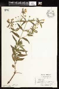 Lysimachia hybrida image