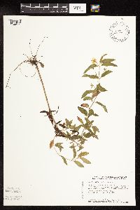 Lysimachia hybrida image