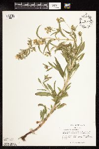 Lysimachia hybrida image