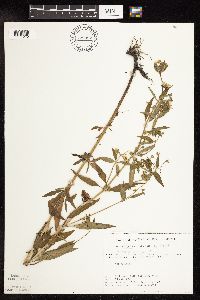 Lysimachia hybrida image