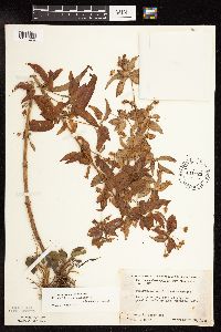 Lysimachia hybrida image