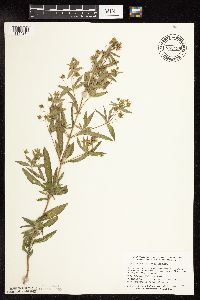 Lysimachia hybrida image