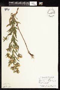 Lysimachia hybrida image