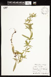 Lysimachia hybrida image
