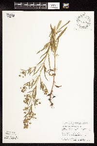 Lysimachia hybrida image