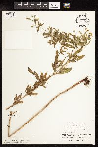 Lysimachia hybrida image