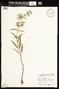 Lysimachia hybrida image
