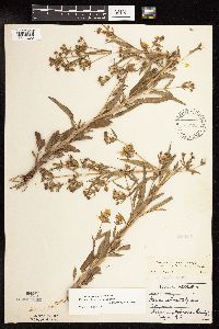 Lysimachia hybrida image