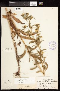 Lysimachia hybrida image