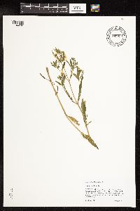 Lysimachia hybrida image