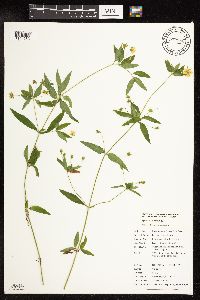 Lysimachia hybrida image