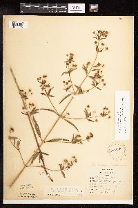 Lysimachia hybrida image