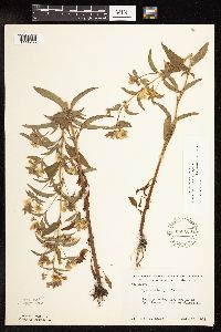 Lysimachia hybrida image