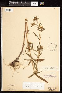 Lysimachia hybrida image