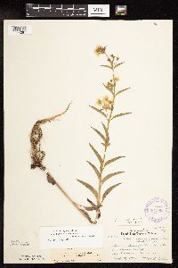 Lysimachia hybrida image