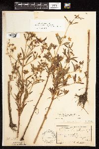 Lysimachia hybrida image