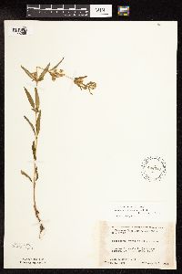 Lysimachia hybrida image