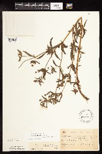 Lysimachia hybrida image