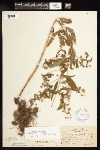 Lysimachia hybrida image