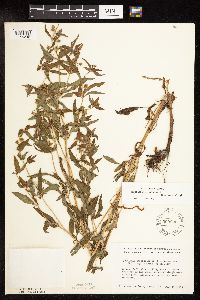 Lysimachia hybrida image