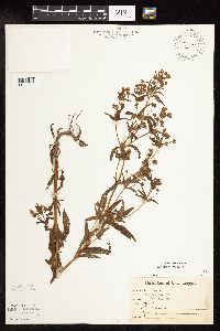 Lysimachia hybrida image