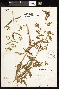 Lysimachia hybrida image