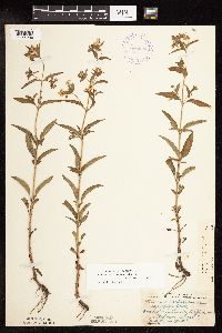 Lysimachia hybrida image