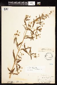 Lysimachia hybrida image
