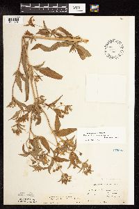 Lysimachia hybrida image