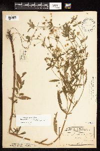 Lysimachia hybrida image