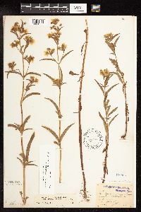 Lysimachia hybrida image