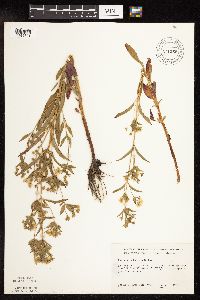 Lysimachia hybrida image