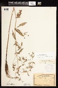 Lysimachia hybrida image