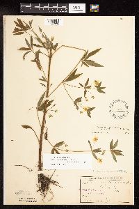 Lysimachia hybrida image