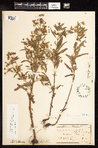 Lysimachia hybrida image